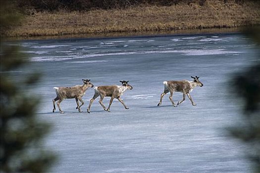 北美驯鹿,穿过,冰冻,湖,靠近,冬天,阿拉斯加