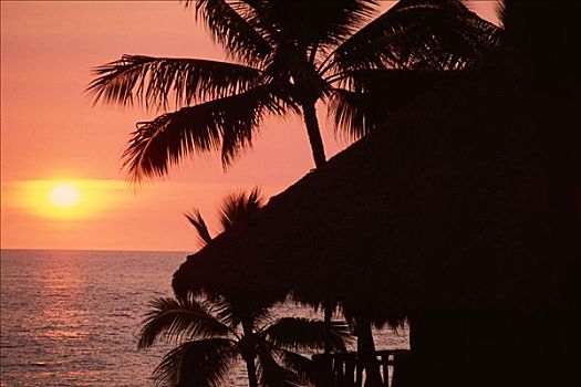 棕榈树,日落,波多黎各,墨西哥