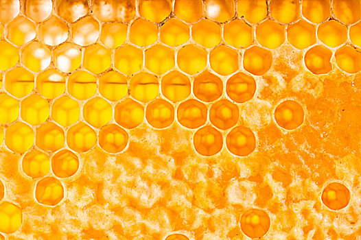 框架,蜂窝,满,蜂蜜