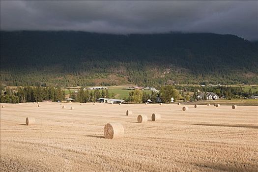 干草包,农场,靠近,弗农,不列颠哥伦比亚省,加拿大