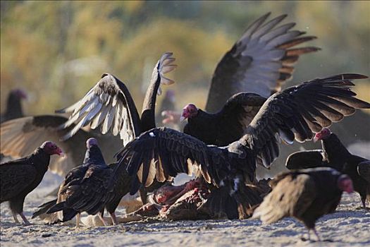 美洲鹫,红头美洲鹫,群,吃,死,小马,埃尔比斯开诺生物圈保护区,墨西哥