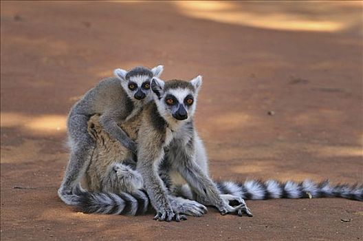节尾狐猴,狐猴,女性,贝伦提私人保护区,马达加斯加