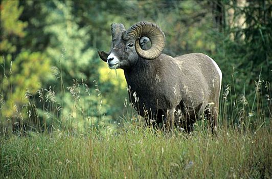 北美,大角羊,碧玉国家公园,艾伯塔省,加拿大