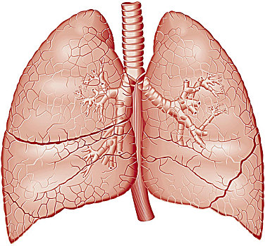 插画,肺,正面,白色