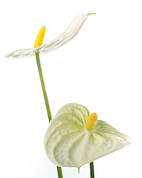 花烛属植物,肉穗花序,白色背景