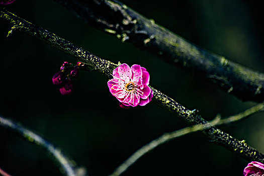 上海梅花节拍梅花