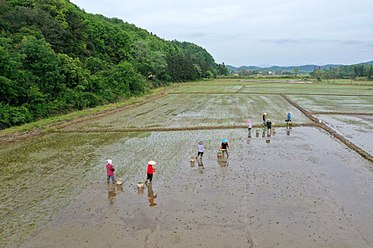 江西金溪,谷雨将至早稻栽插正当时