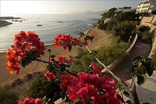 叶子花属,海滩,萨丁尼亚,意大利,欧洲