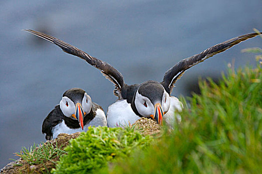 大西洋海雀,角嘴海雀,北极,冰岛