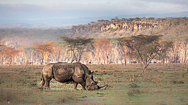 白犀牛,纳库鲁湖国家公园