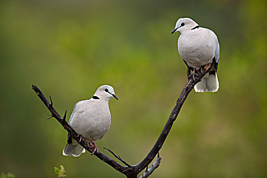 鸽子,一对,林波波河,南非