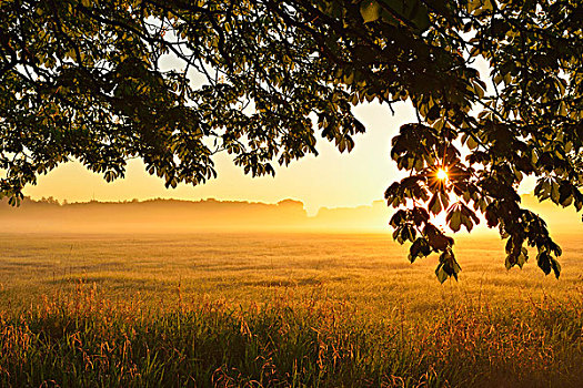 栗子树,枝条,地点,日出,自然保护区,黑森州,德国,欧洲