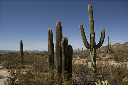 沙漠植物,亚利桑那,荒芜