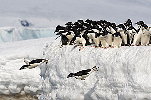 阿德利企鹅,跳跃,海洋,南极