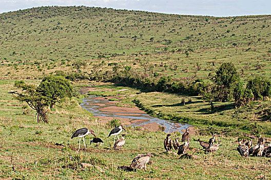 秃鹰,秃鹳,马赛马拉国家保护区,肯尼亚