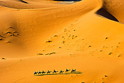 旅游,骑,骆驼,沙子,沙丘,撒哈拉沙漠,南方,摩洛哥,非洲