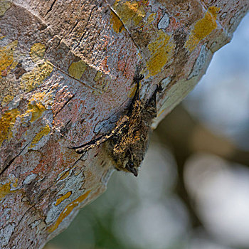 蝙蝠,鲣,国家公园,洪都拉斯