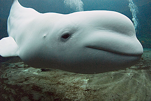 白鲸,温哥华水族馆,加拿大