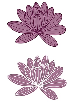 紫色,莲花