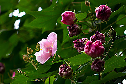 芙蓉花,木芙蓉,木莲