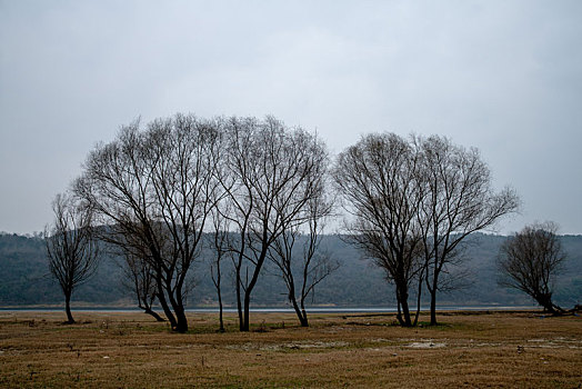 汉江岸边的树和芦荻