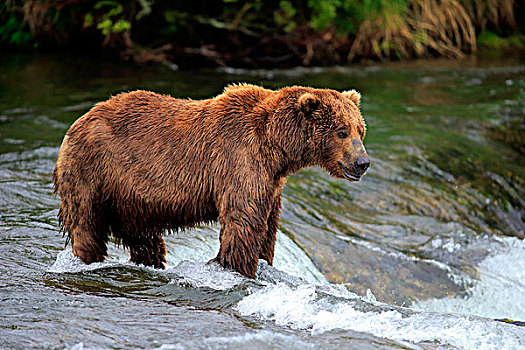 大灰熊,棕熊,成年,觅食,食物,水,布鲁克斯河,溪流,瀑布,卡特麦国家公园,保存,阿拉斯加,美国,北美