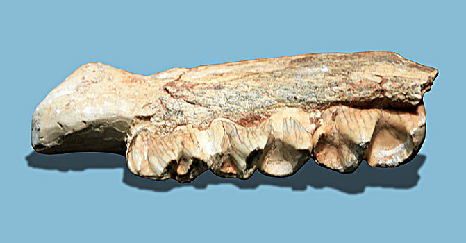 犀牛下颚化石