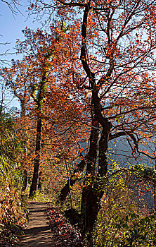 红枫古道