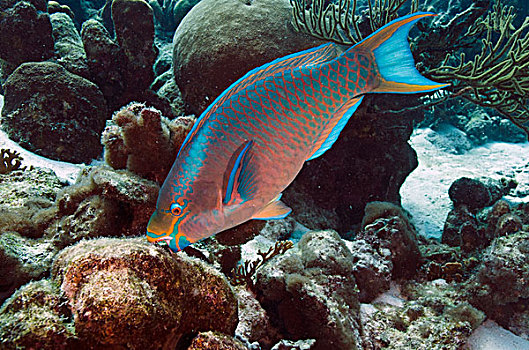 鹦嘴鱼,珊瑚,博奈尔岛,荷属安的列斯,加勒比