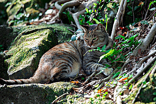 台湾观光景点猴硐猫村,猫村小路上的可爱的猫猫