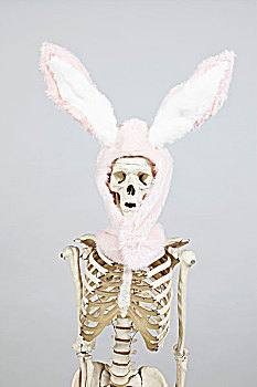 骨骼,兔子