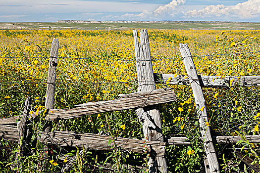 野花,围绕,乡村,钩刺,铁丝栅栏,新墨西哥,美国