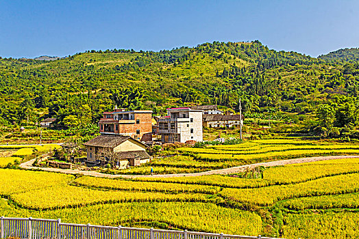 秋季成熟的稻田田园村庄景观背景