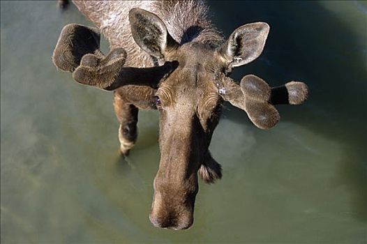 远眺,驼鹿,水塘,夏天,阿拉斯加野生动物保护中心,俘获