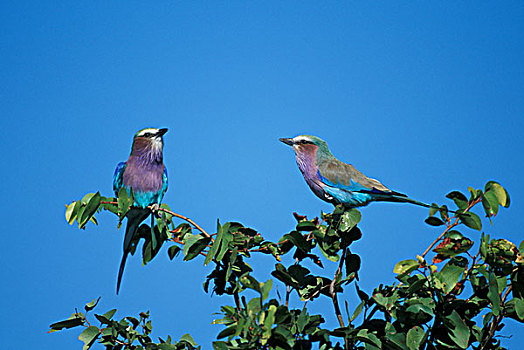 非洲,博茨瓦纳,乔贝国家公园,两个,紫胸佛法僧,坐在树上,萨维提,湿地