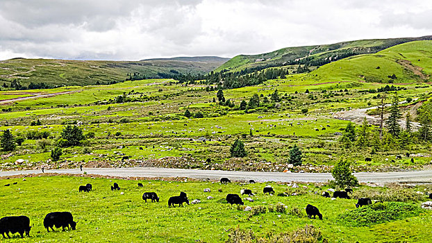 草原上放牧的牦牛群