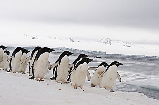 阿德利企鹅,冰,南极半岛,南极