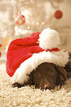特写,狗,卧,正面,圣诞树,戴着,红色,白色,帽子