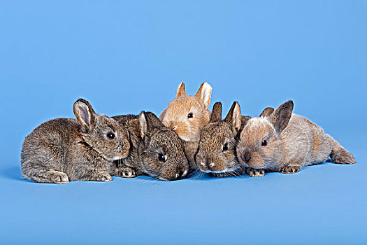 五个,驯服,兔子,兔豚鼠属