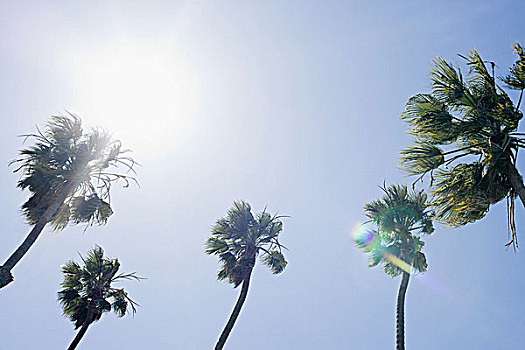 阳光,棕榈树