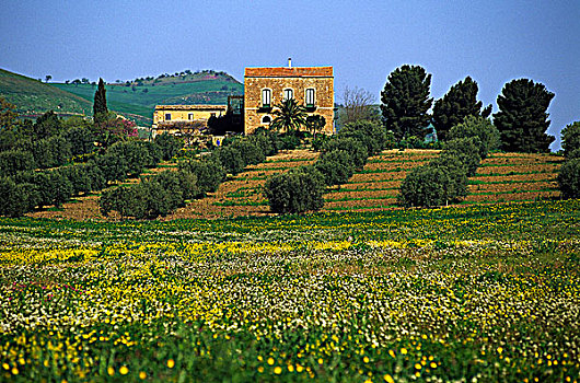 意大利,西西里,拉古萨,农场,橄榄树