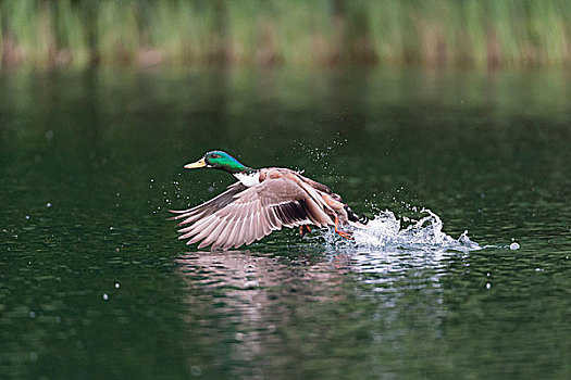 野鸭,雄性,起飞,湖,梅克伦堡前波莫瑞州,德国,欧洲