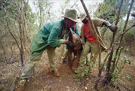 非洲象,看护,喂食,四个,老,孤儿,受伤,蛇,咬,东察沃国家公园,肯尼亚
