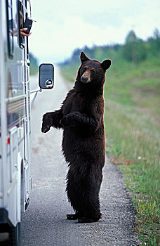 加拿大,不列颠哥伦比亚省,罗布森山,国家公园,黑熊,美洲黑熊,站立,窗户