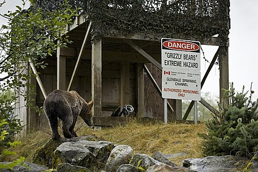 大灰熊,危险,标识,河,不列颠哥伦比亚省,加拿大