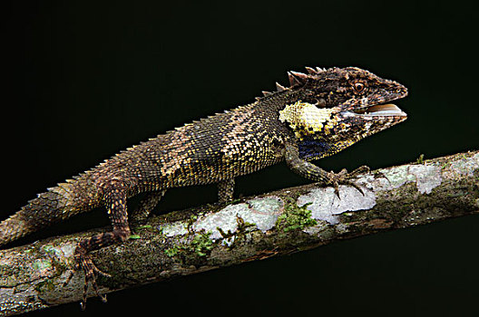 蜥蜴,婆罗洲,马来西亚