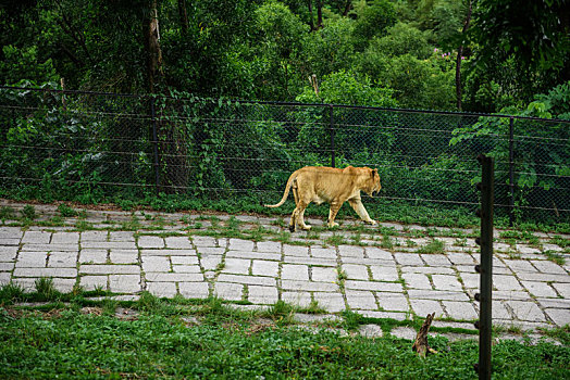 野生动物园的自由活动的母狮子
