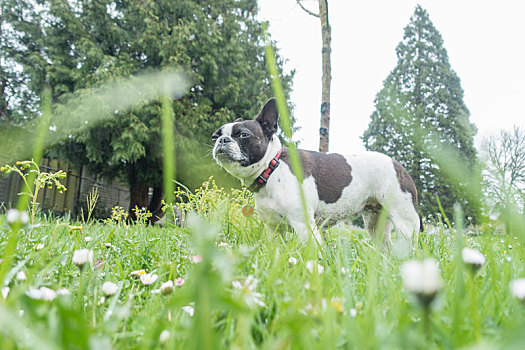 法国斗牛犬