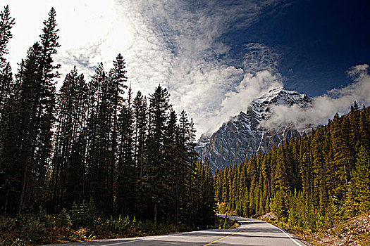 公路,通过,树林,班芙国家公园,艾伯塔省,加拿大