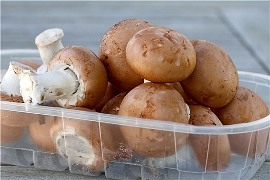 褐色,洋蘑菇,塑料盒